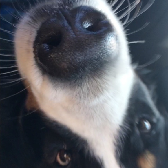 Meet your Posher, Ava - Picture 1 of 1